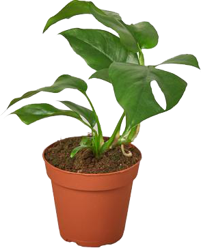 Philodendron Mini Monstera Minima - 4